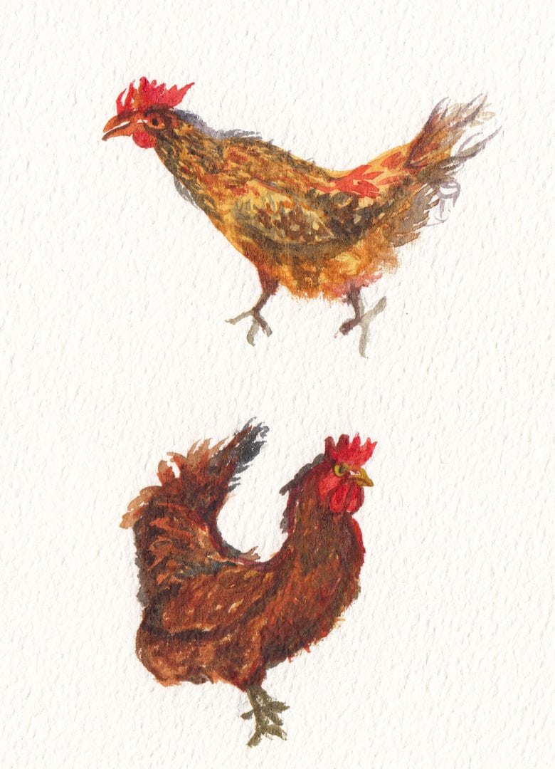Fried Chicken