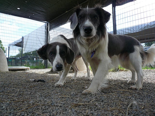 Manchester Council's dog home task force is set to quickly rehome the loveable animals. Photo: JBSibley @Flickr