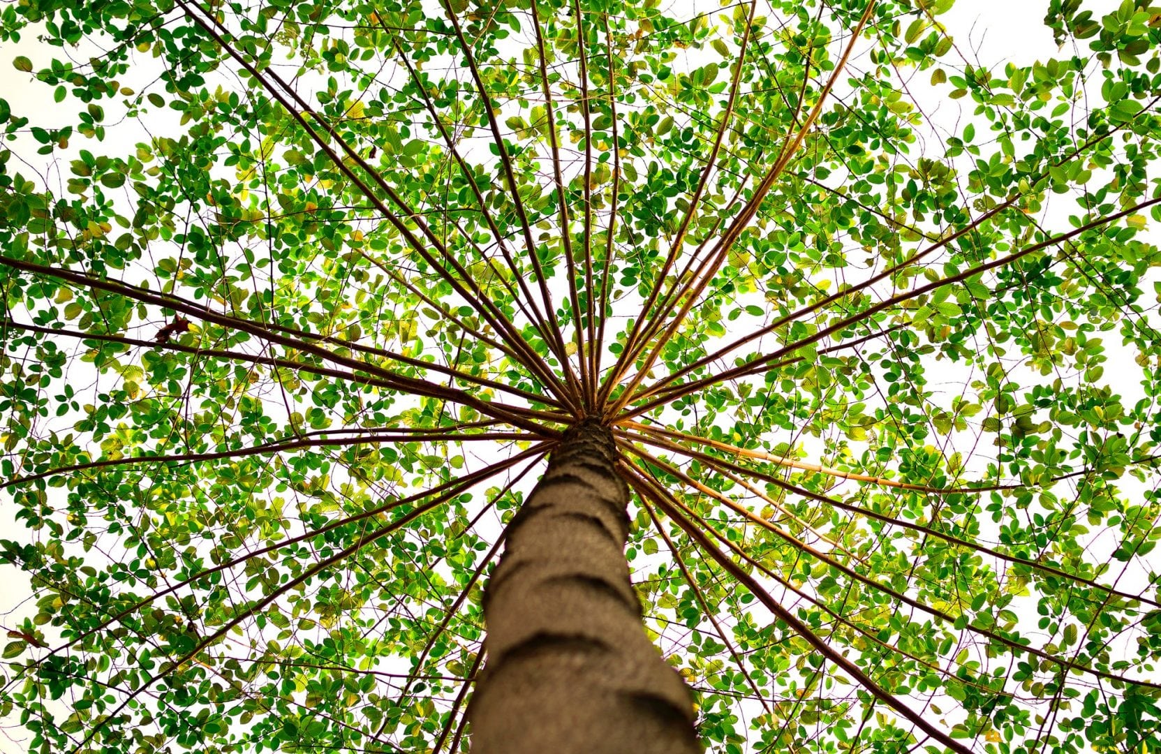 Photo: Lerkrat Tangsri @ Pexels