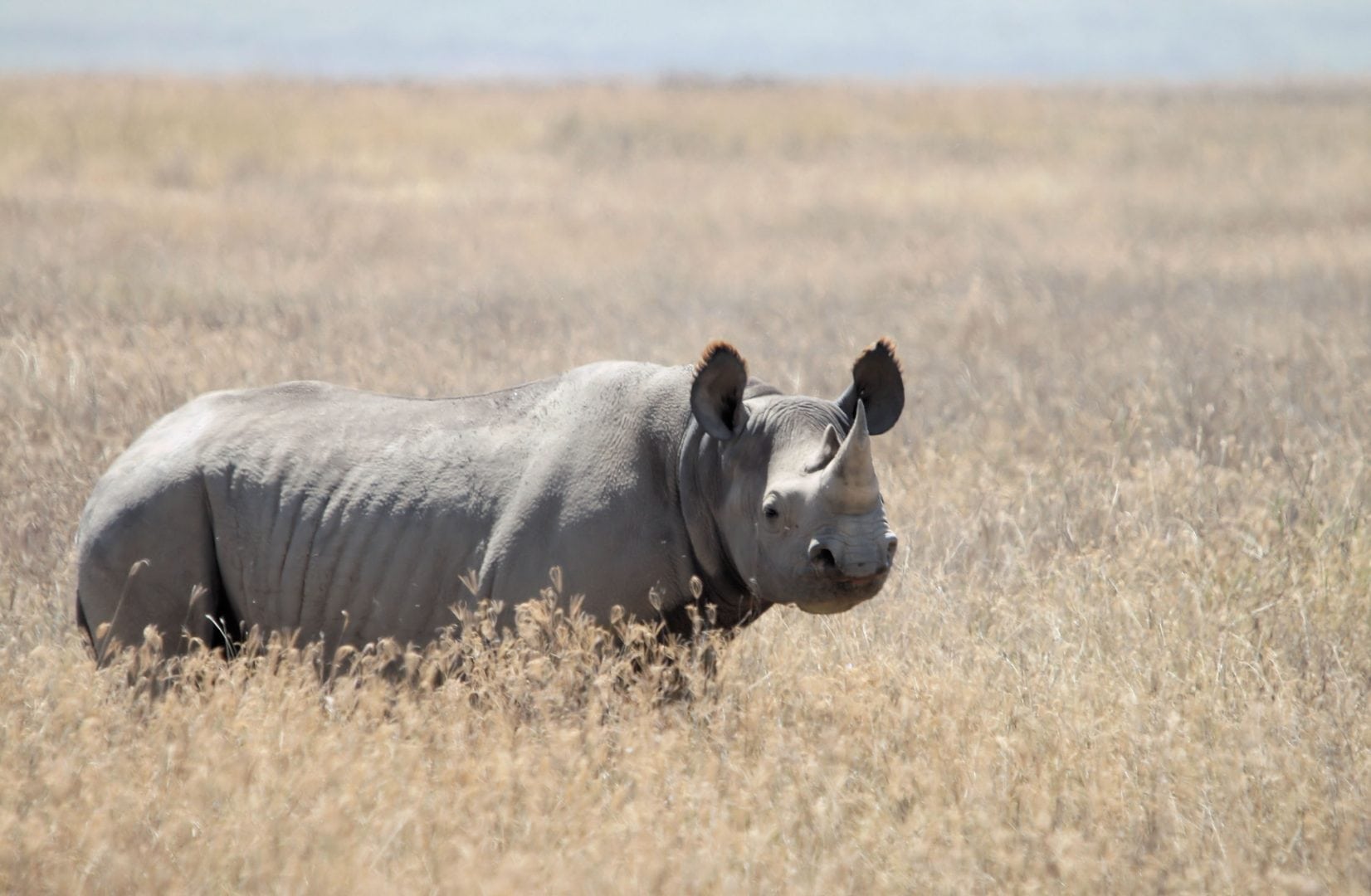 Black Rhino. Photo: Yoky @Wikimedia Commons