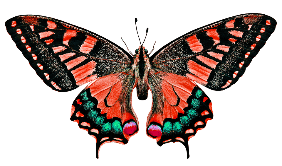 Photo: @Pixabay
