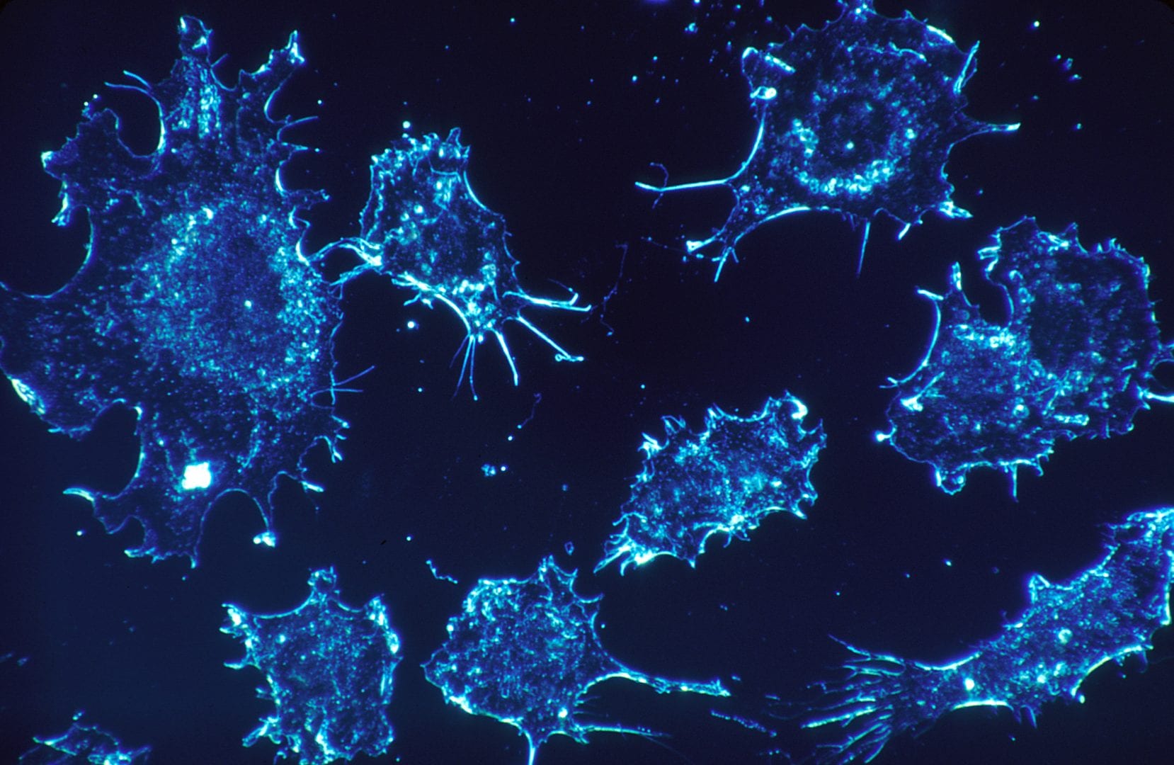 Photo: National Cancer Institute @ Wikimedia Commons