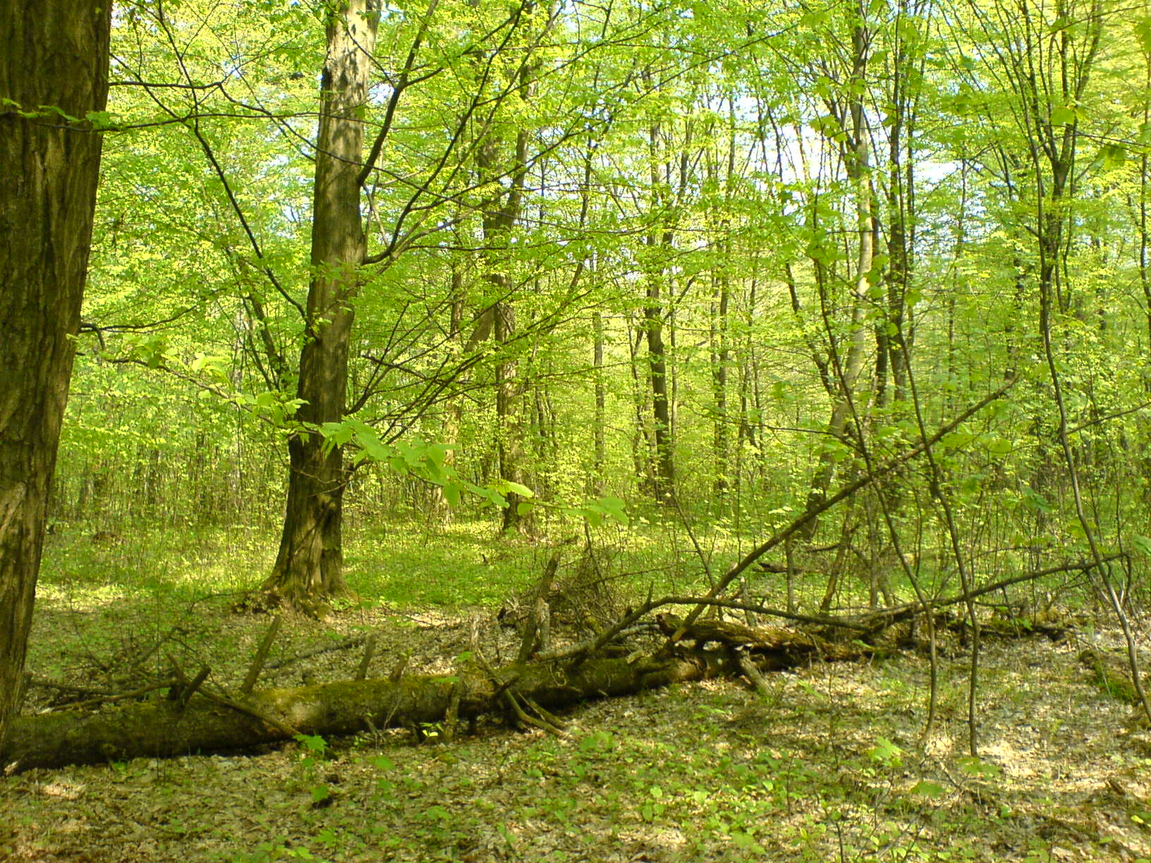 Photo: Kwz @ Wikimedia Commons