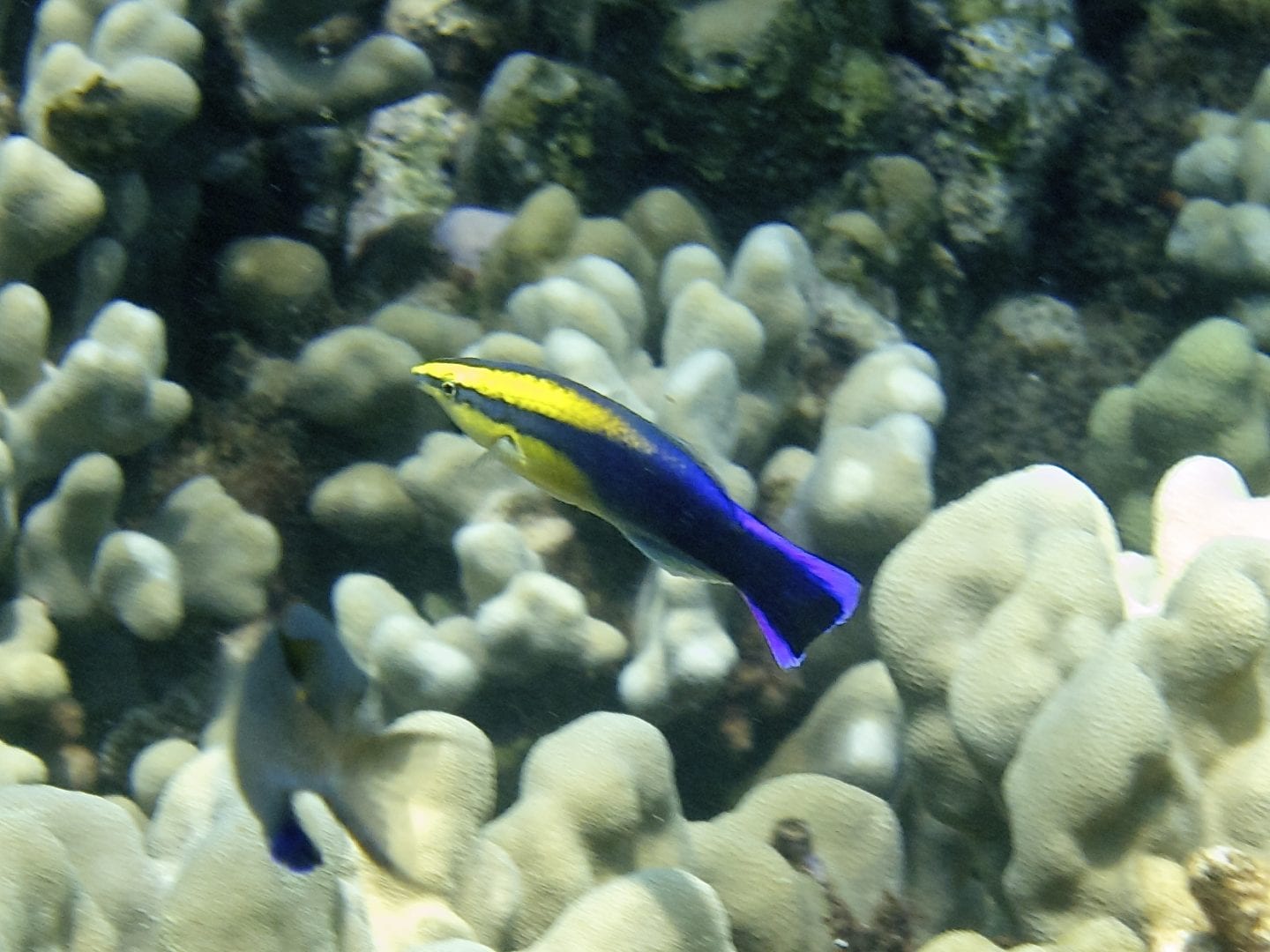 Photo: AM Smith @ Wikimedia Commons