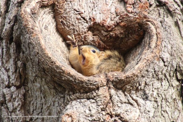 Corey-Seeman_Who-would-like-a-peanut-Squirrels-at-the-University-of-Michigan_00003651