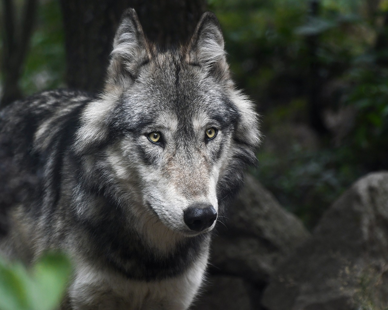 wolf-3241382_1280