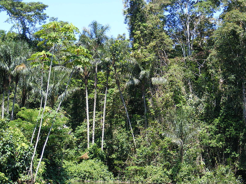 800px-Amazonian_rainforest