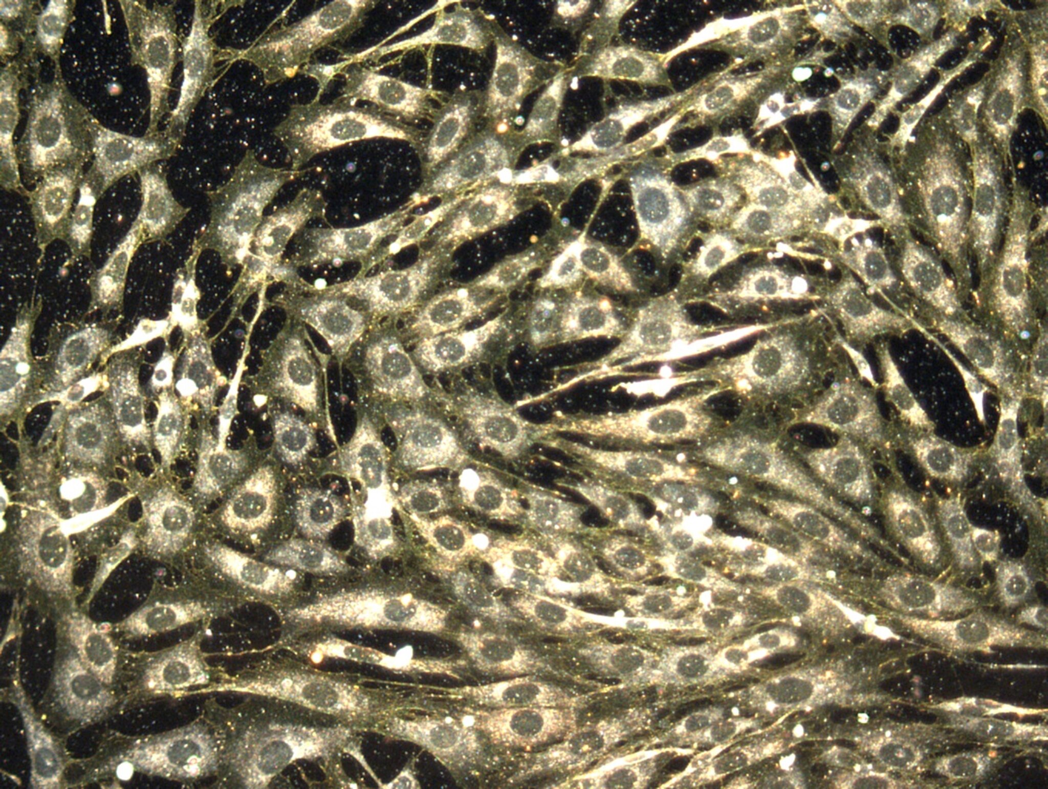 Words: Amrita Chattopadhyay Photo: NIH Image Gallery @ Flickr