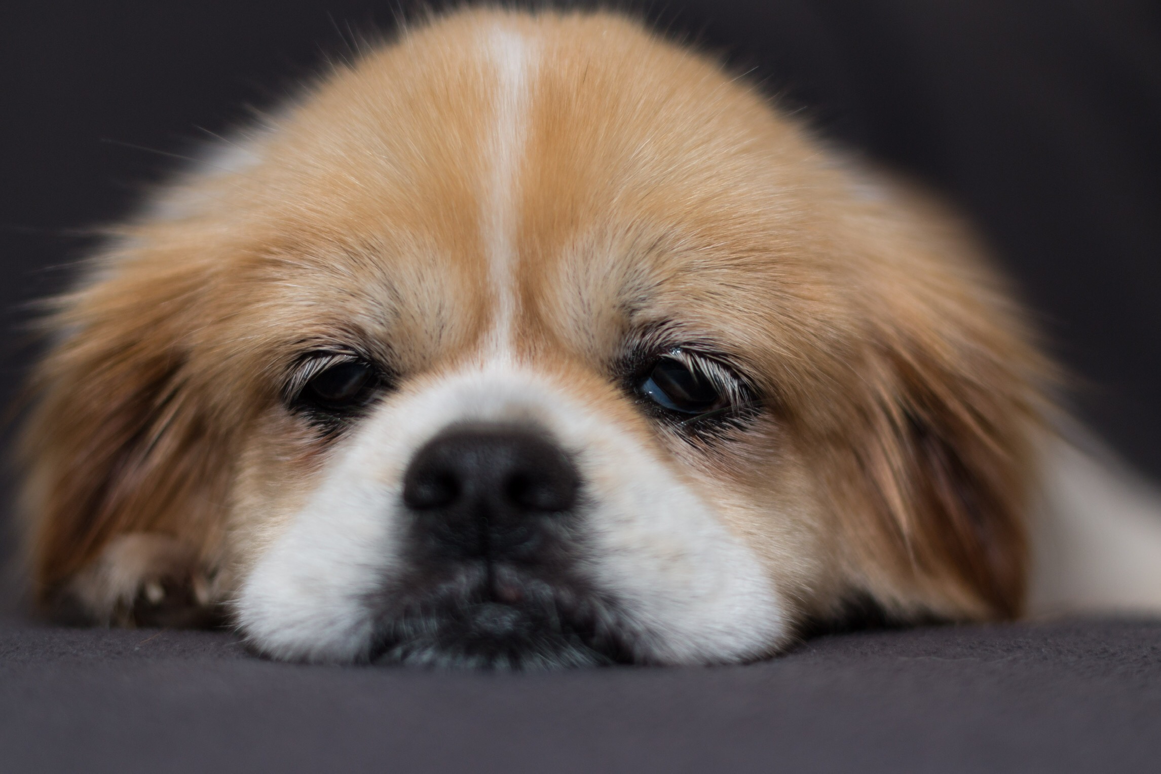 bored dog