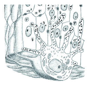 Melanocyte (flickr)