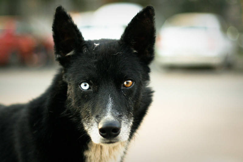 Heterochromia
