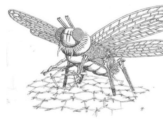 Manchester bee