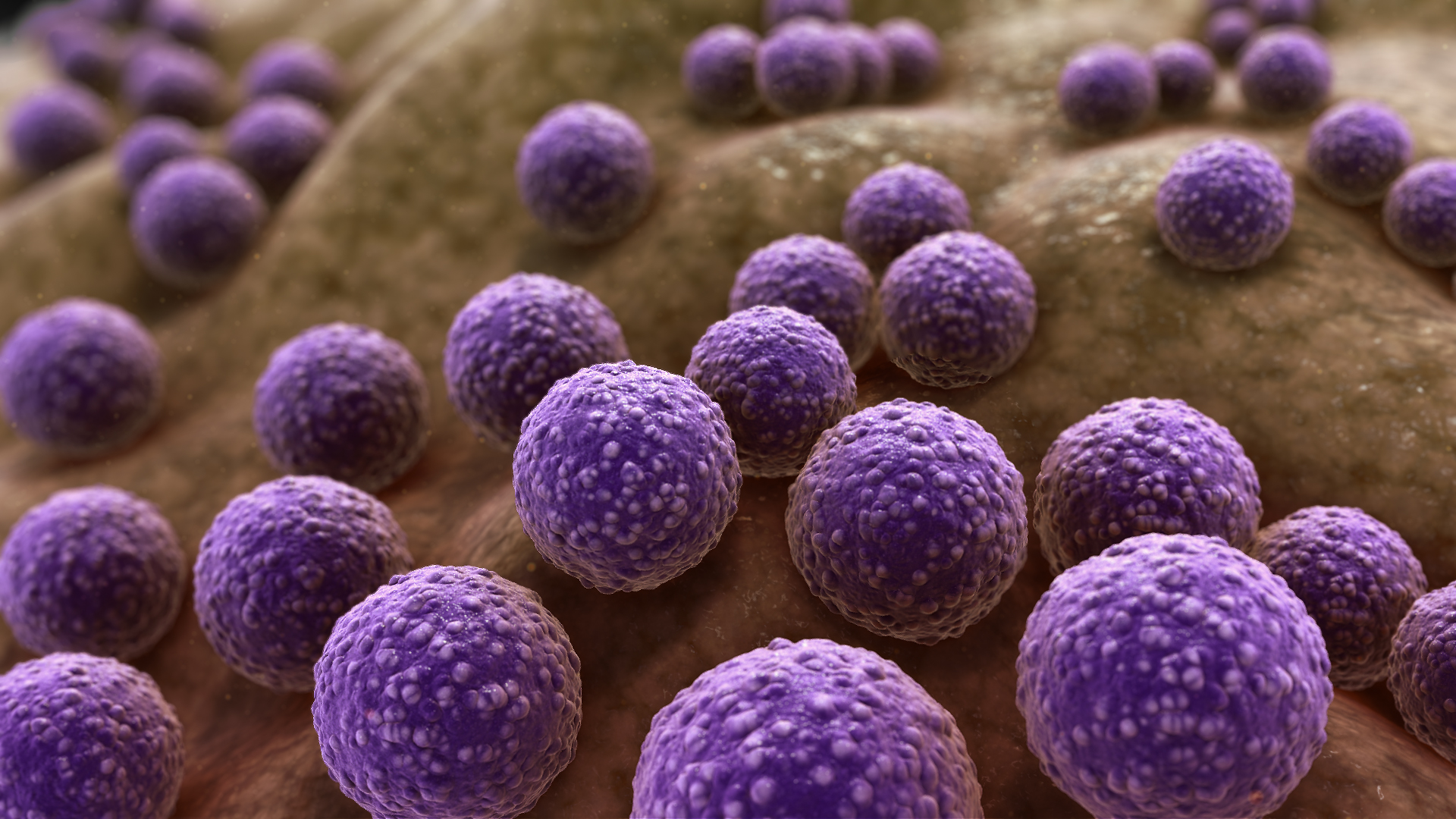 Staphylococcus_Bacteria