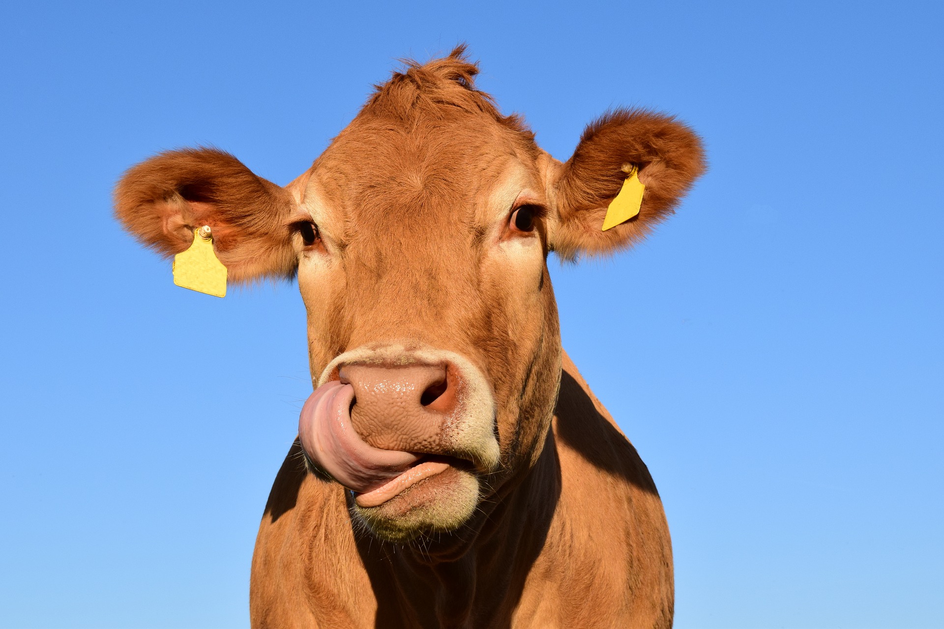 cow pic