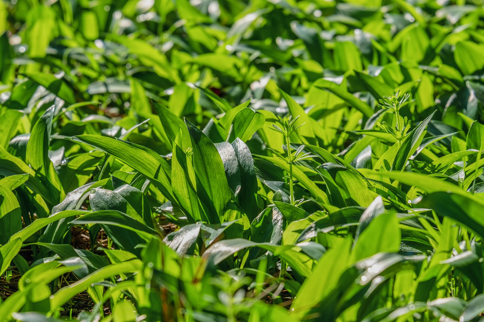bears-garlic-4076536_1920