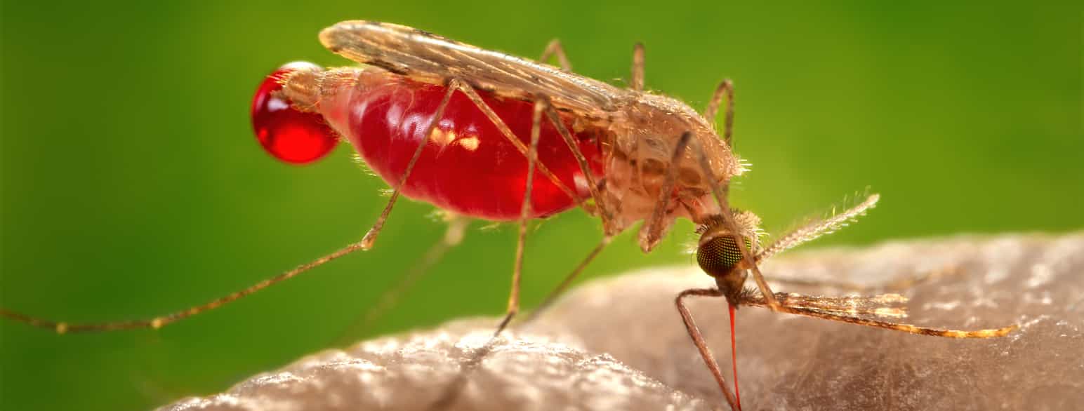 Jim Gathany, CDC @ Flickr