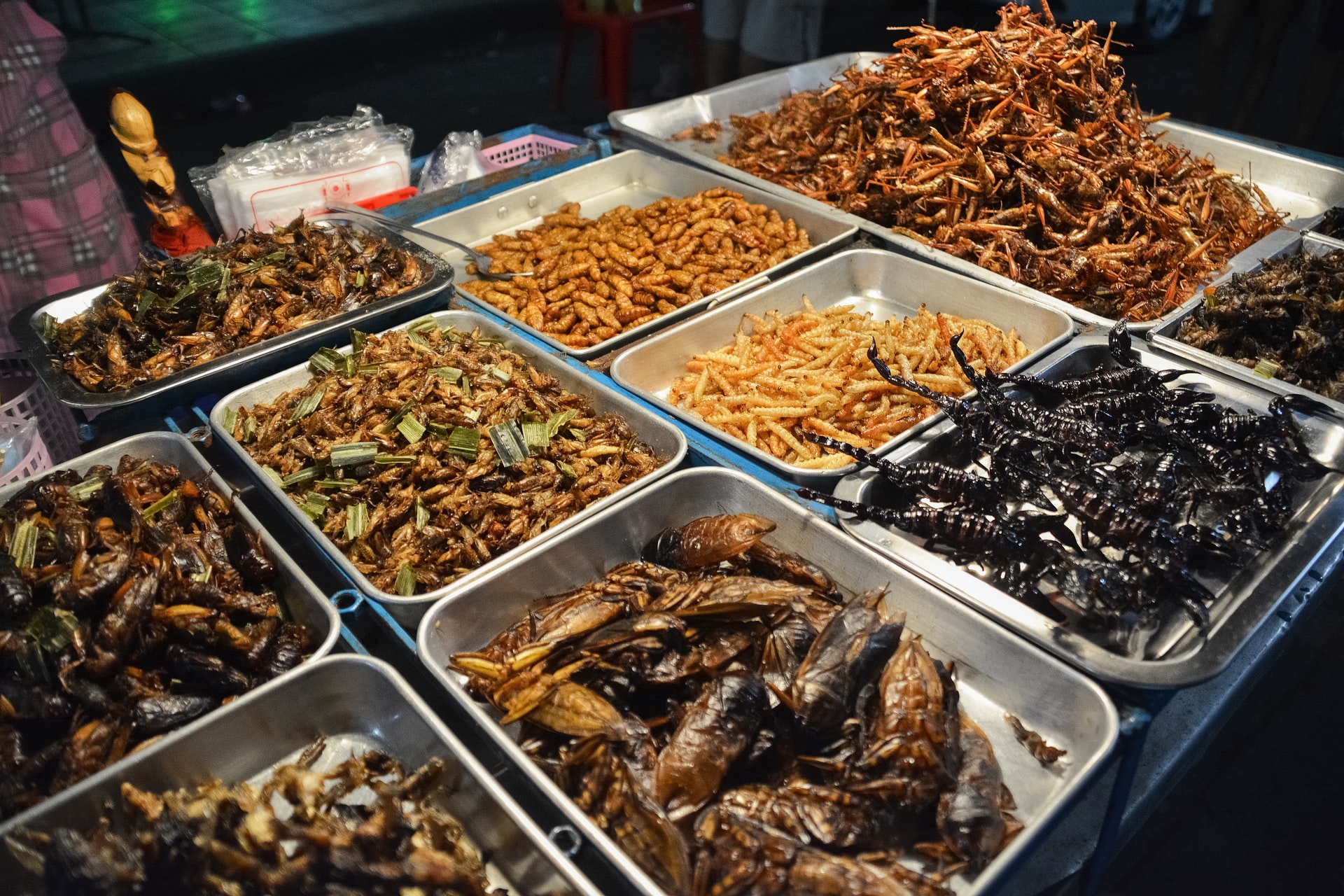 edible insects