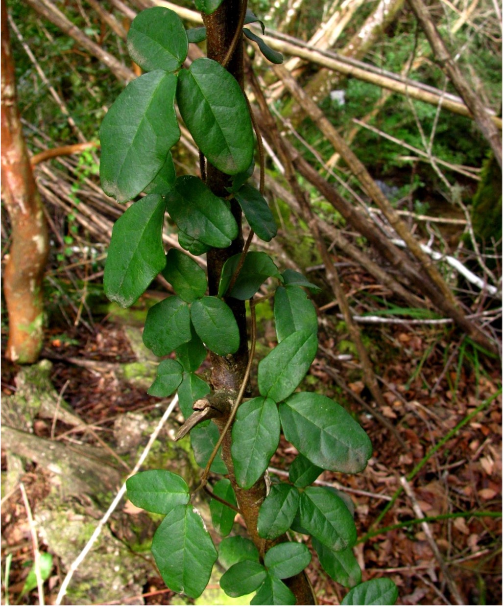 Boquila Trigoliata – Inao @ Flickr