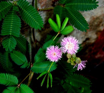 Mimosa Pudica – Tarun Kant @ Flickr