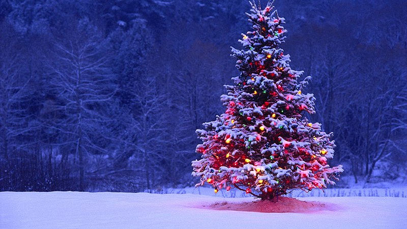 Christmas tree in the snow