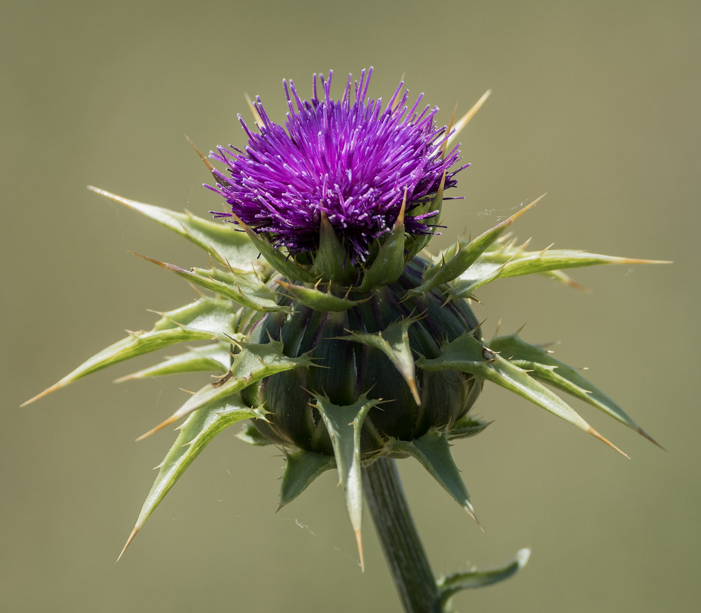 Milk-thistle