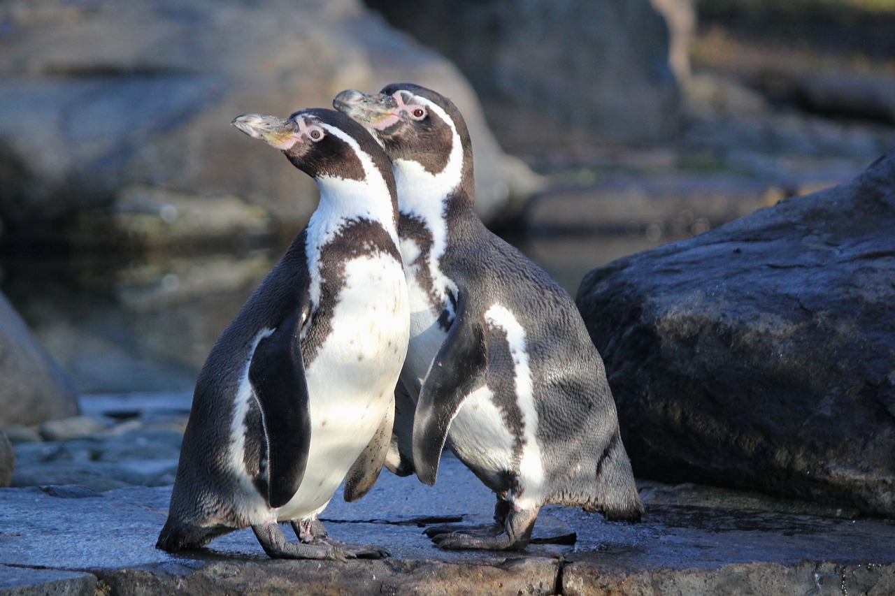 penguins-4119571_1280