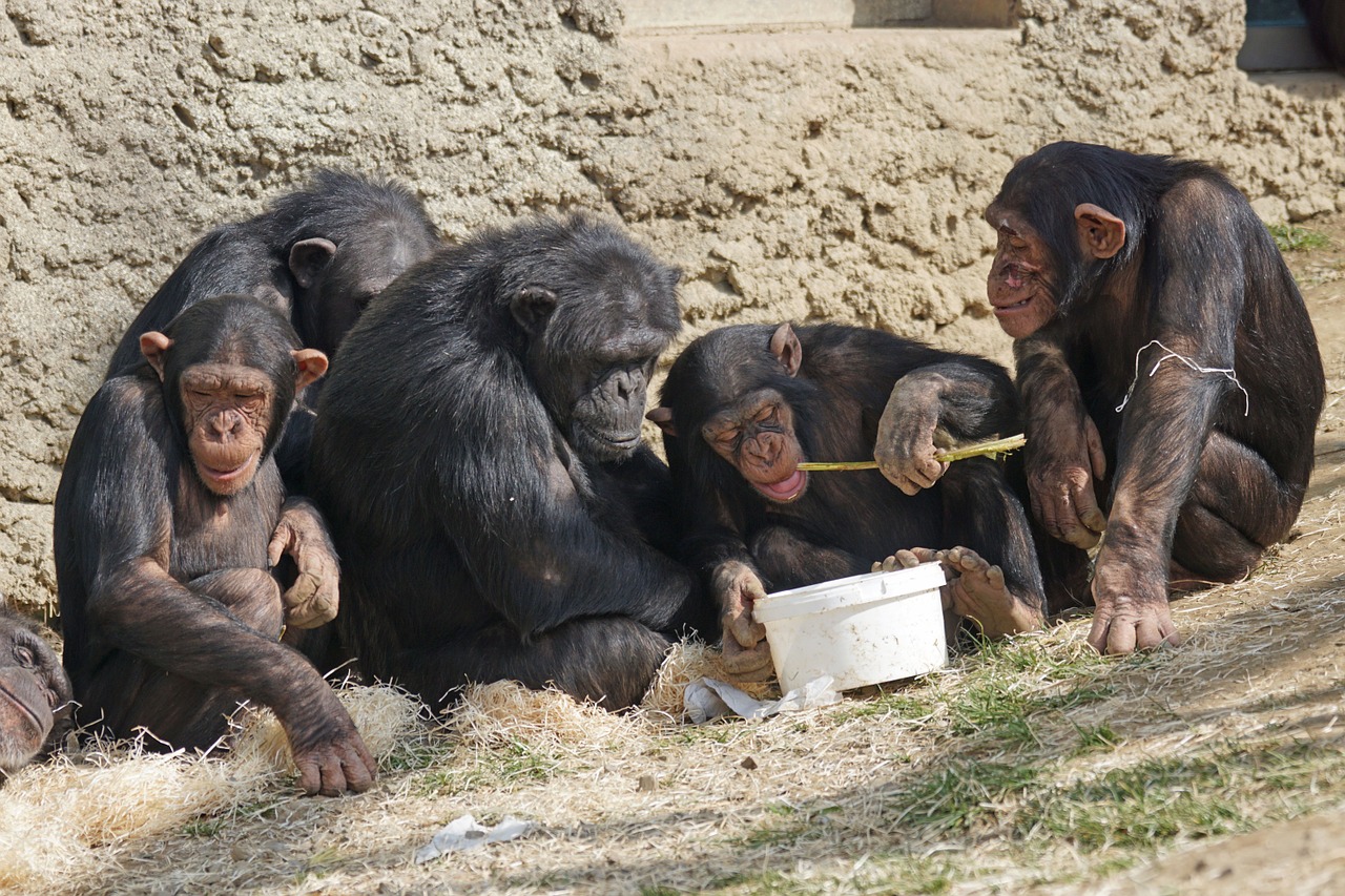 chimps-1273602_1280