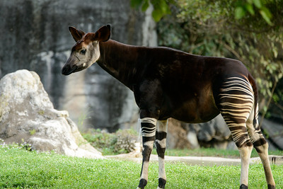 okapi pic