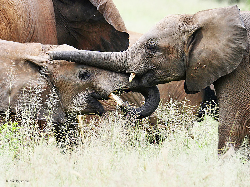 African Savanna Elephant Loxodonta africana