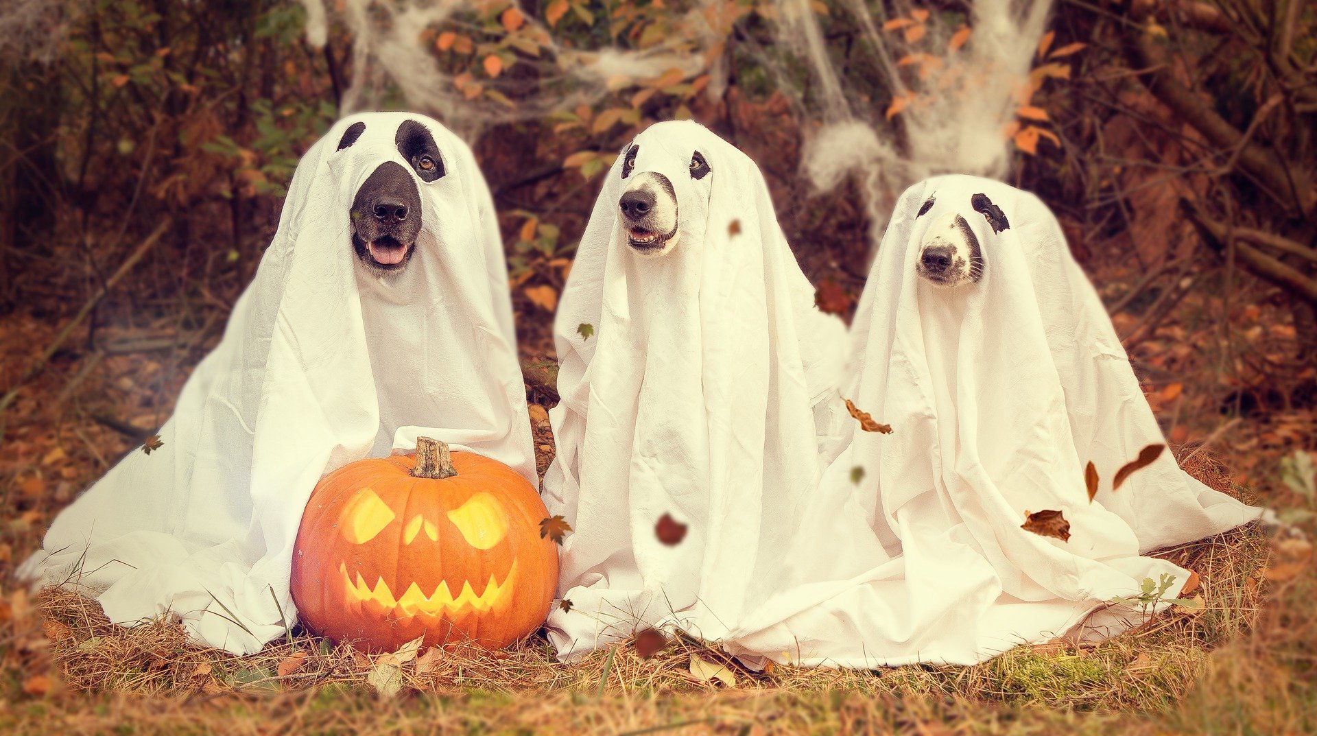 Halloween dogs dressed up