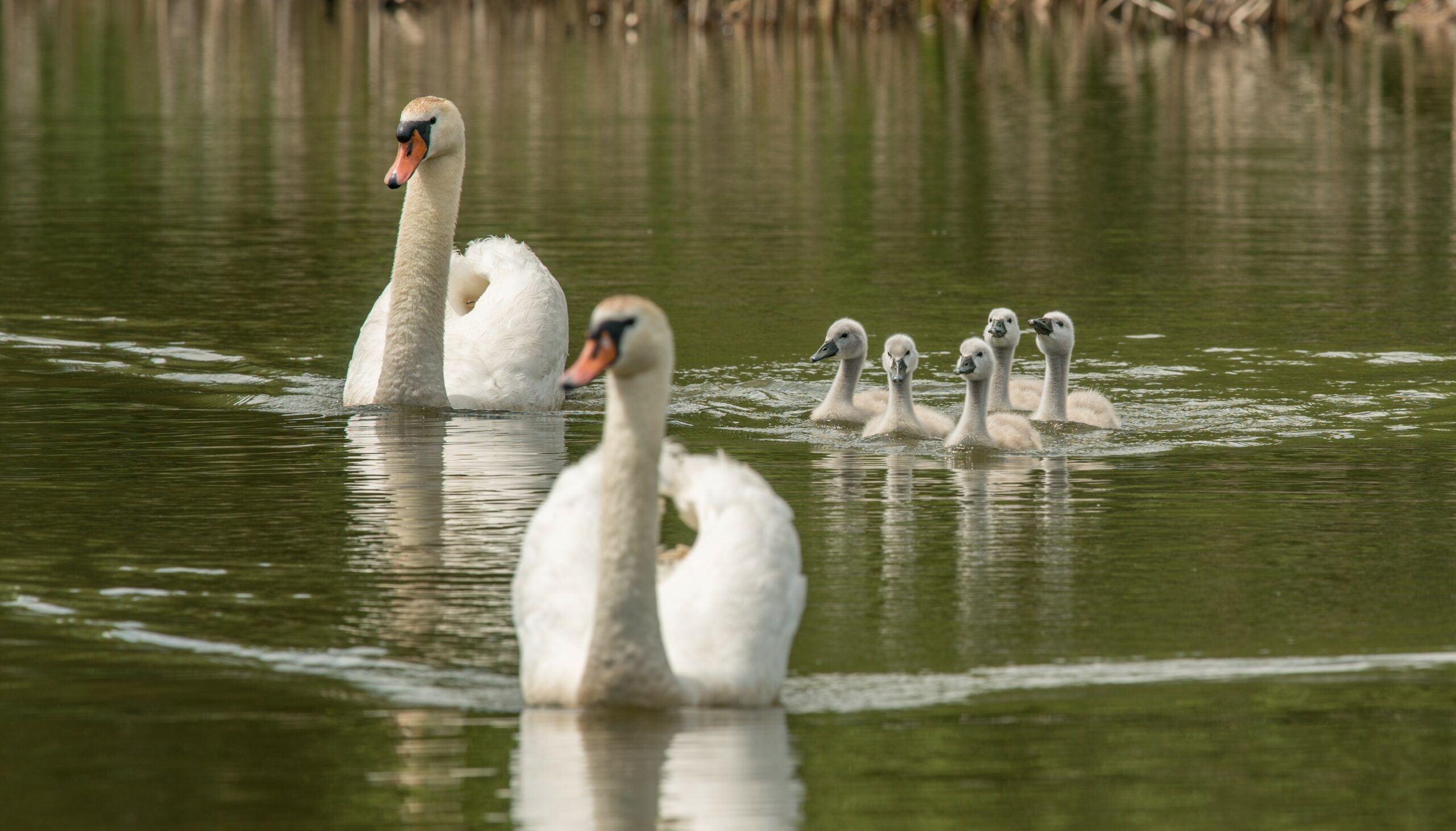 Swans and cygnets on a lake
