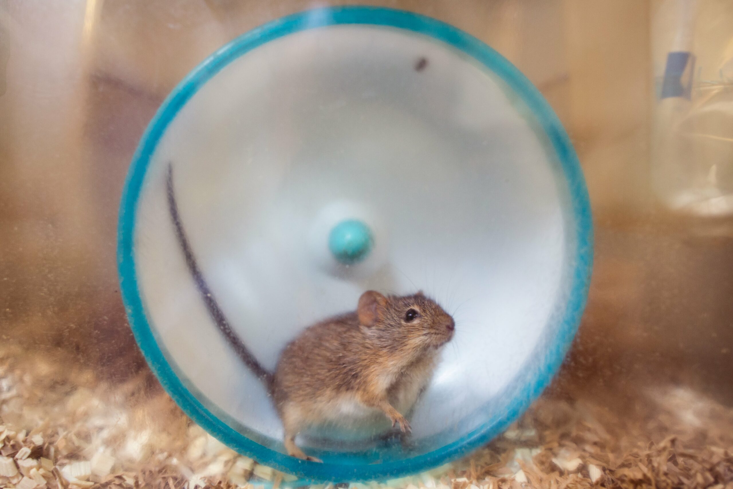 Mouse In Wheel July 2016 Min