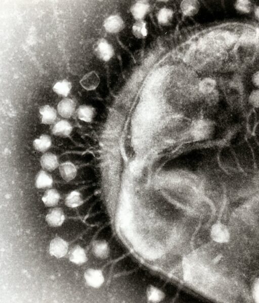 Phage On Bacterial Cell
