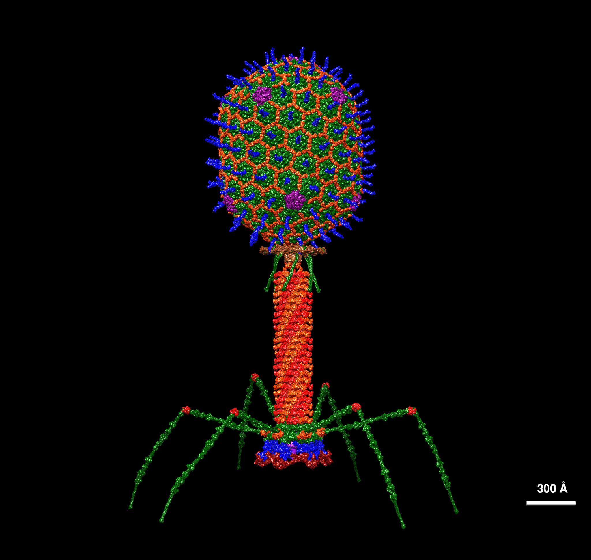 T4 Bacteriophage