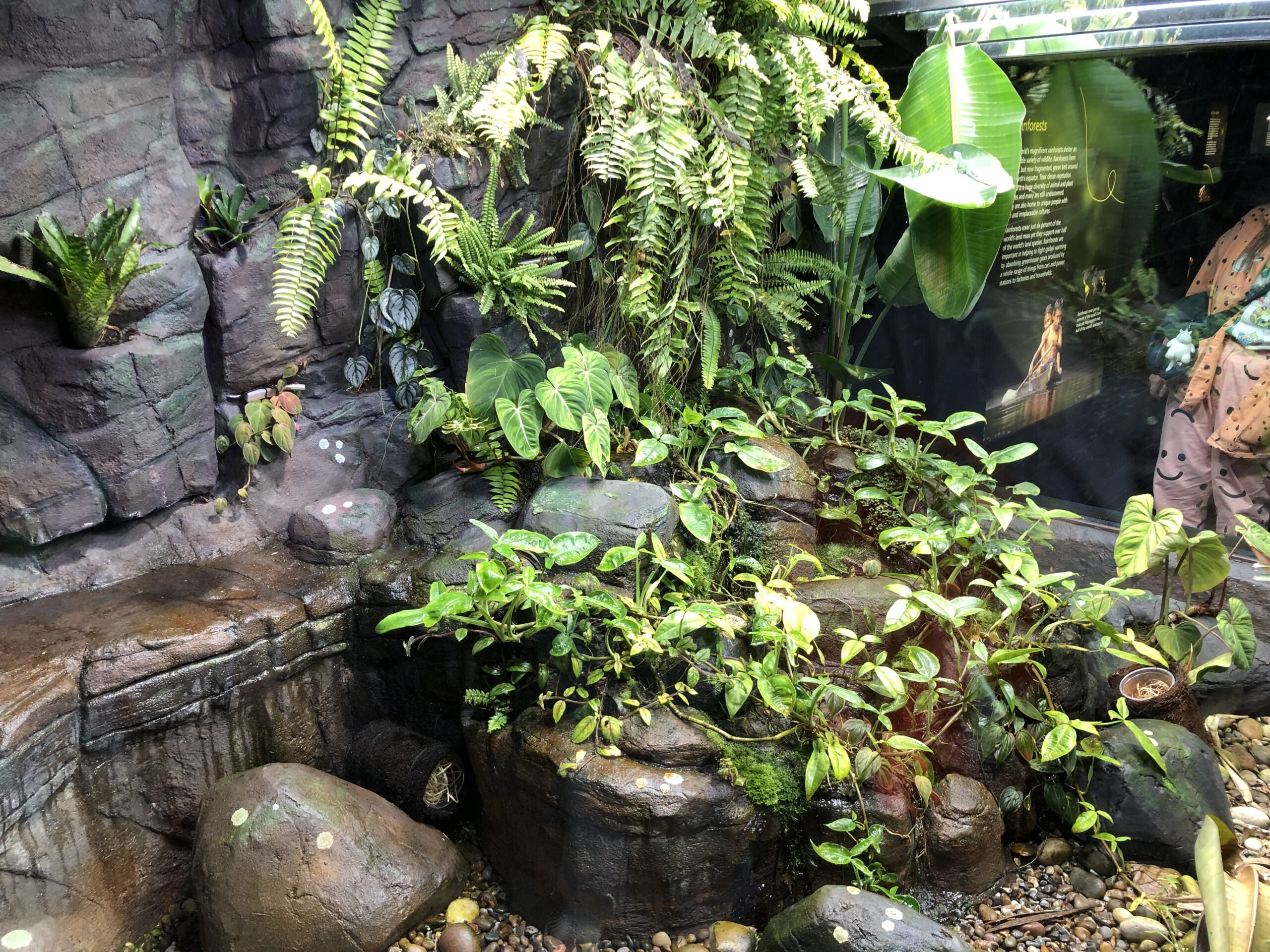 Variable harlequin toad enclosure at Manchester Museum Photo: Freya Anderson @ The Mancunion