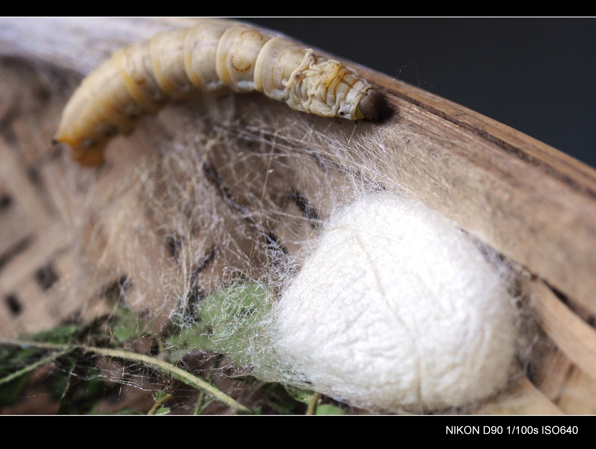 Silk worm and silk image