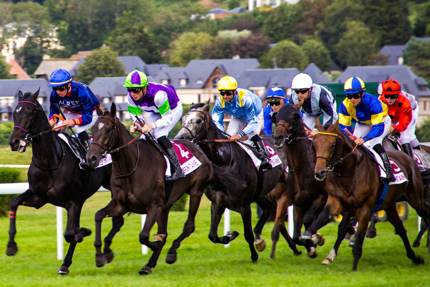 horse races