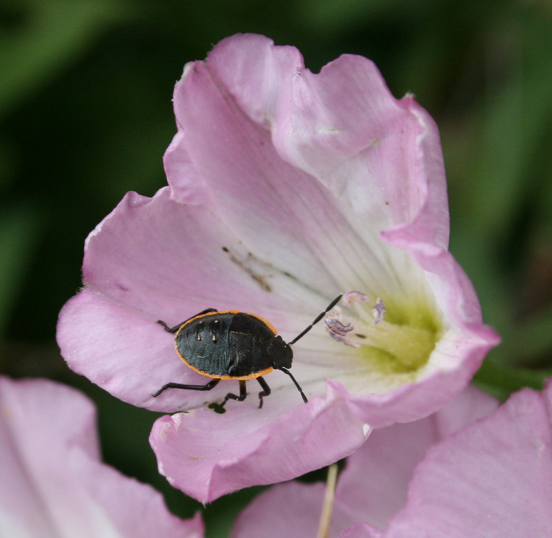 flower bug