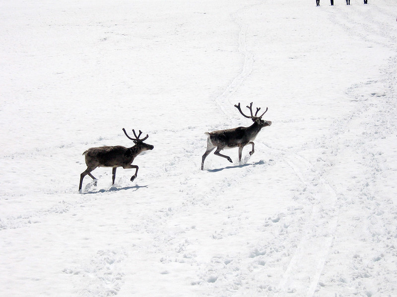 reindeers crossing a snowscape