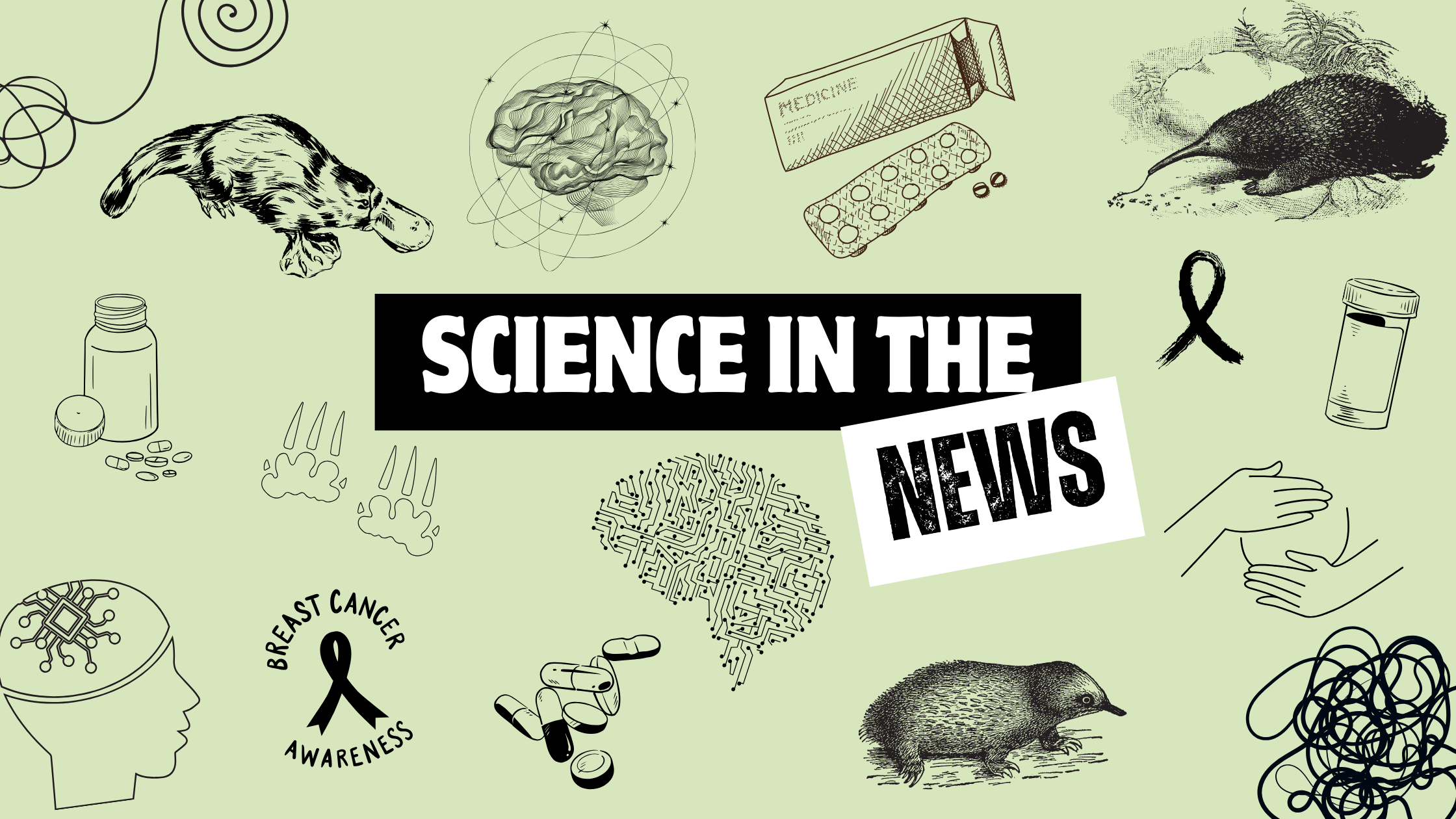 Science in the news 3 brain implants, rediscovered mammals and preventative breast cancer drugs