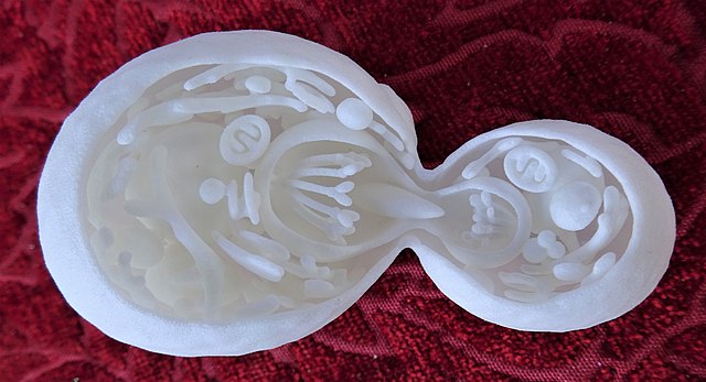 640px-A_budding_model_yeast_cell._Utrastructure_details._3D_printed
