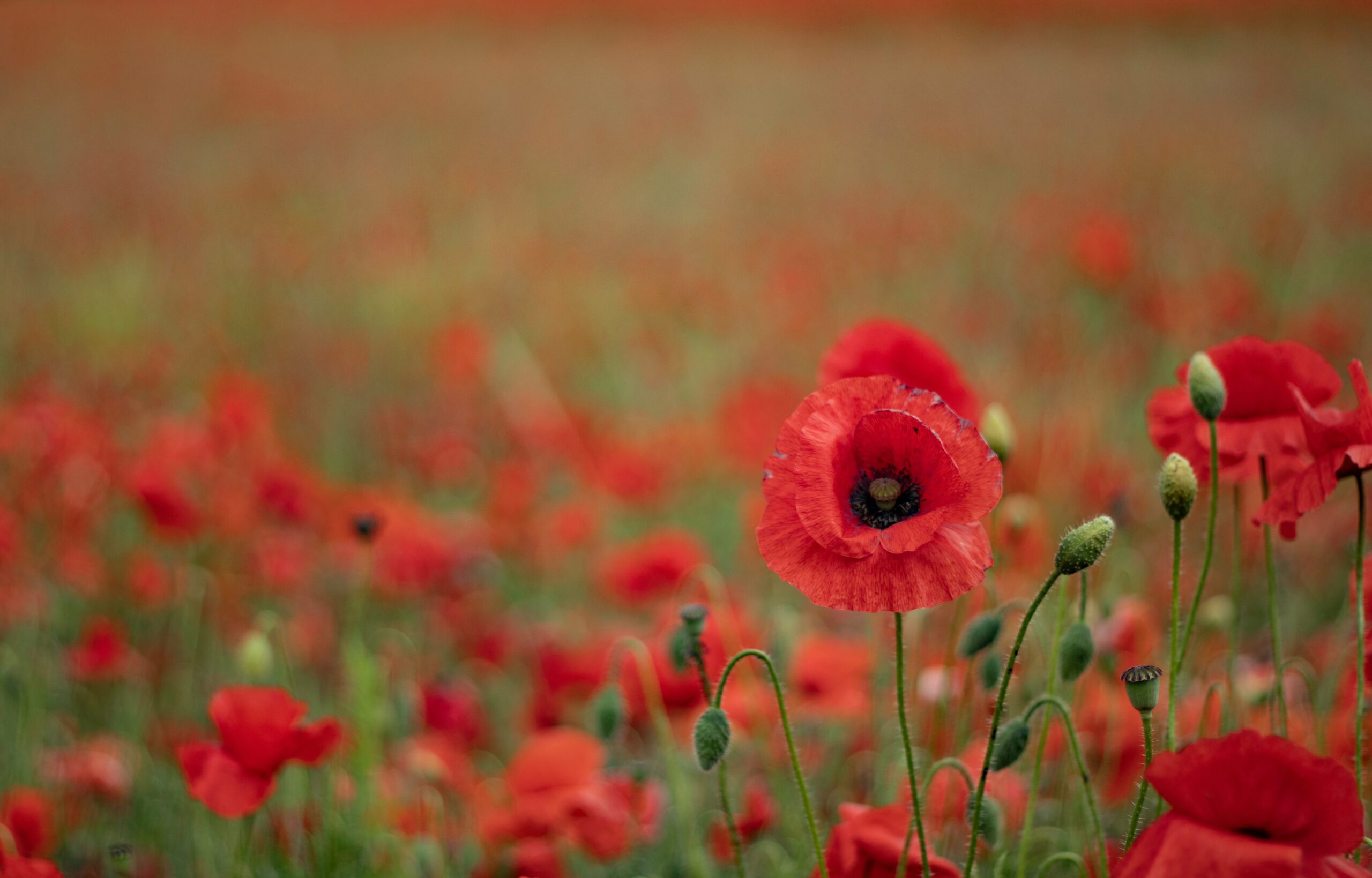poppies