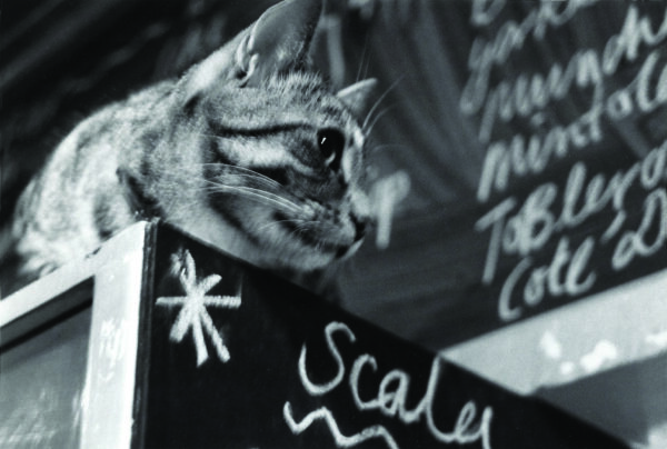 Roy the Scala cat