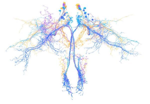 Examples of identified neurons, colour coded by neural type, followed by a rendering of all the identified neurons in the fly brain. 