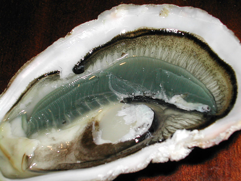 800px-Oyster(L)