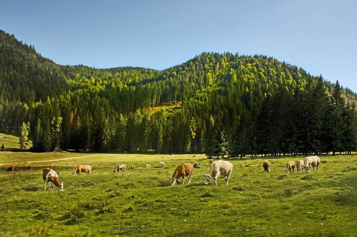cows_allg_u_cow_bavaria_field_graze_calf_sky-1207298