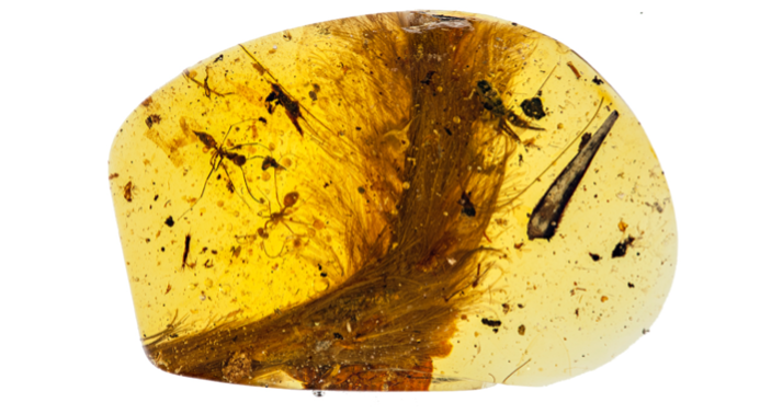 Amber 1