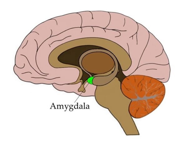 amygdala