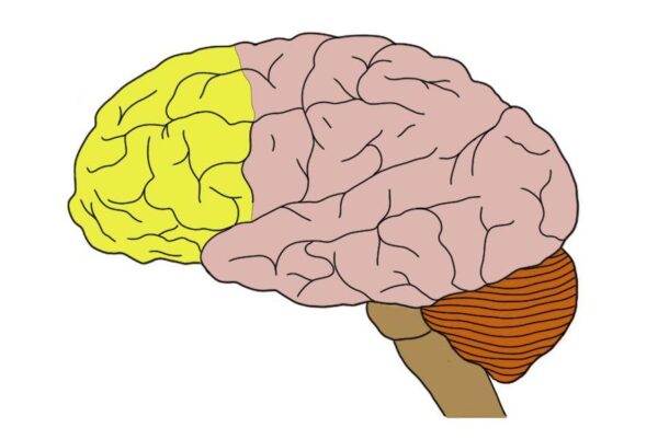 prefrontal-cortex