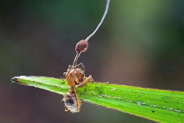 ant with cordyceps on leaf